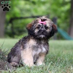 Sophia, Lhasa Apso Puppy